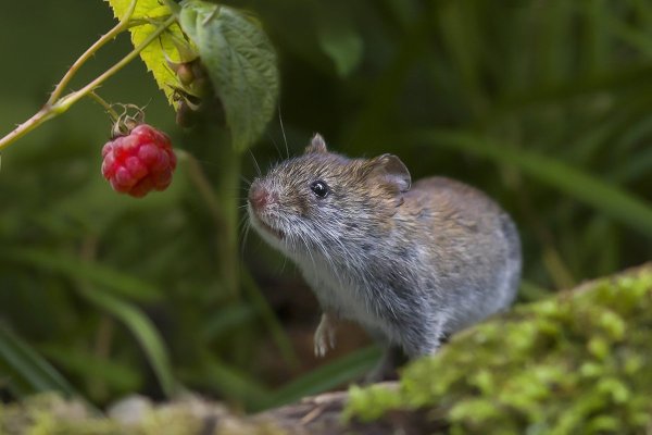 Крыса на рабочий стол