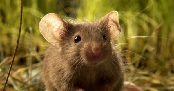 Забавные мышата художницы Ellen Jareckie