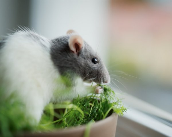 Мышка в кустах