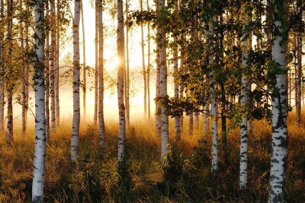 Березовая роща