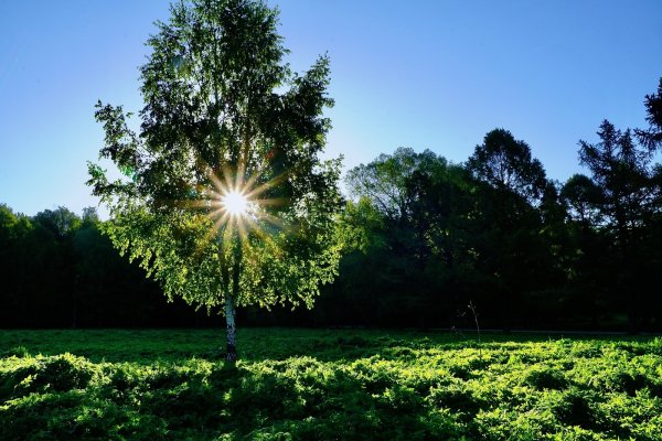 Березы солнце