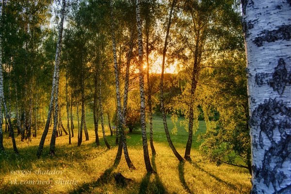 Берёзовая роща на закате
