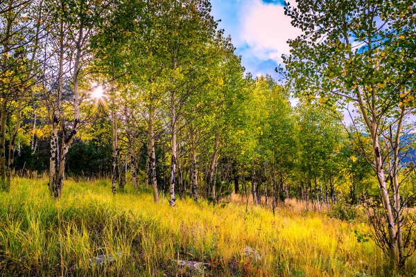 Осиновая роща лес