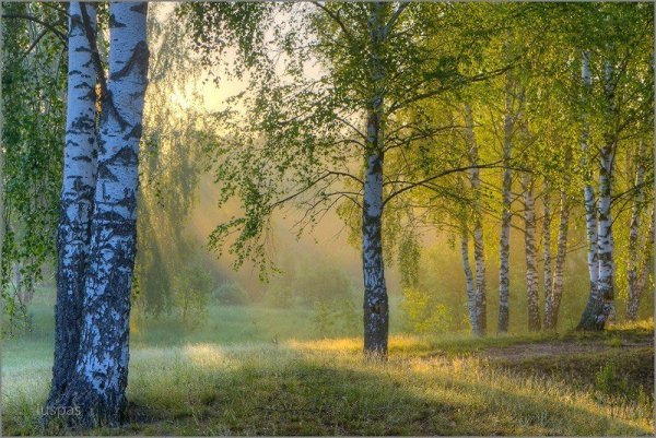 Березы солнце