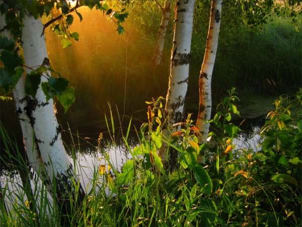 Березы цветы река