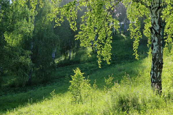 Береза плакучая Плес