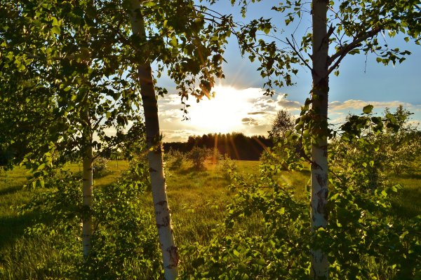 Россия Русь Березки поля