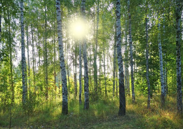 Березовая роща Яранск