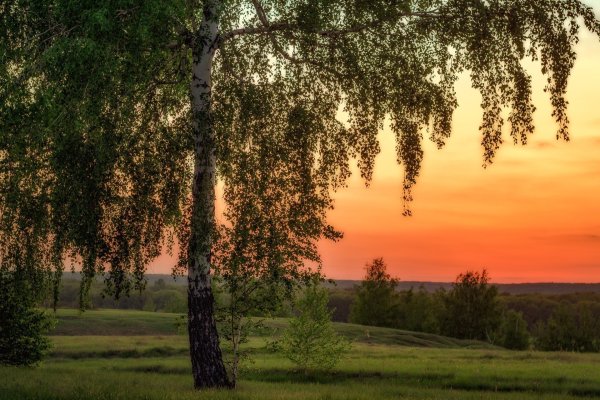 Рассвет березы