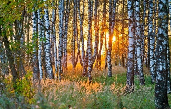 Берёзовая роща на закате