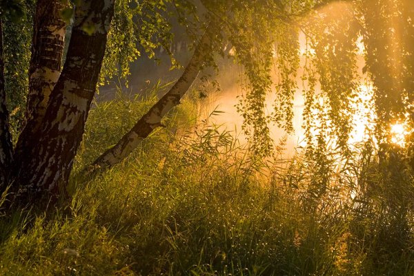 Береза в лучах солнца