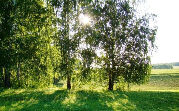 Россия Раздолье березы