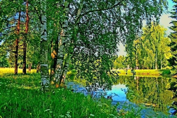 Природа лес речка луг березы