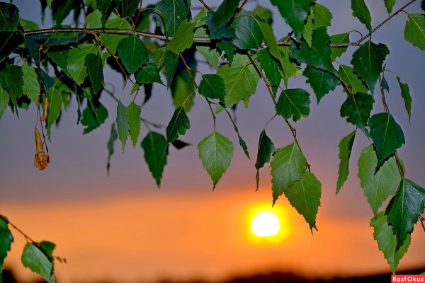 Березы на закате