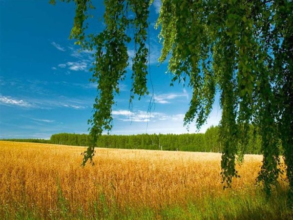 Природа поле березы