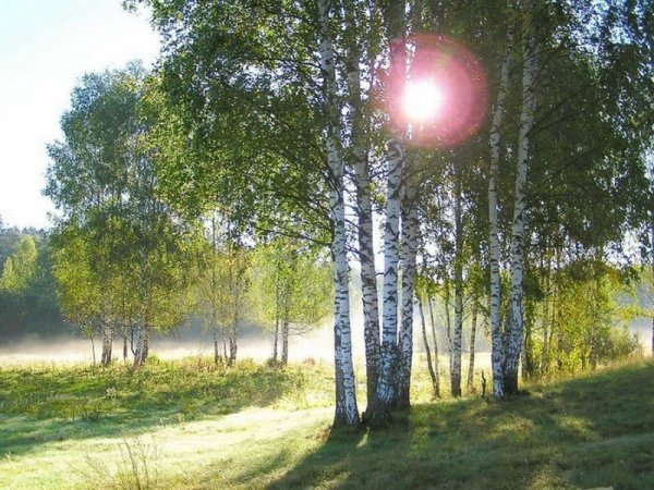 Березы солнце