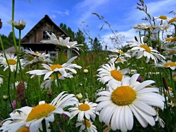 Ромашки в деревне