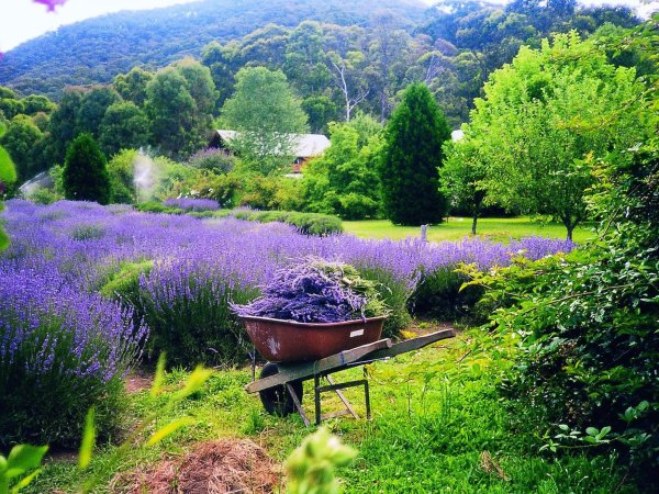Лаванда в японском саду