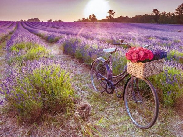 Велосипед с лавандой