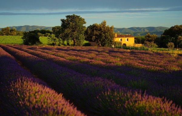 Лавандовые поля в Провансе Франция