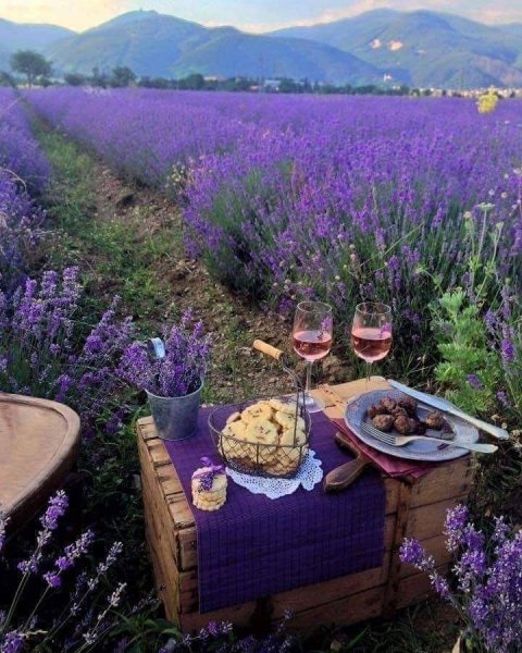 Оланта лавандовый Прованс