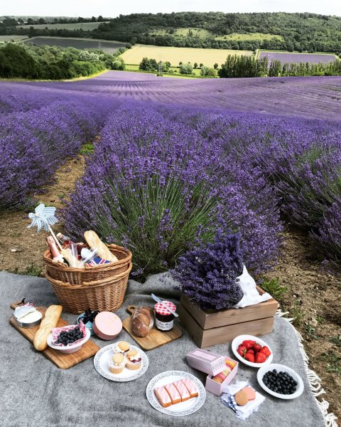 Пикник в лавандовом поле