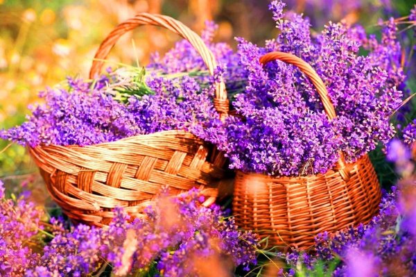 Лаванда в корзине