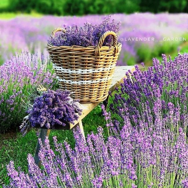 Цветы "Лаванда Горная"