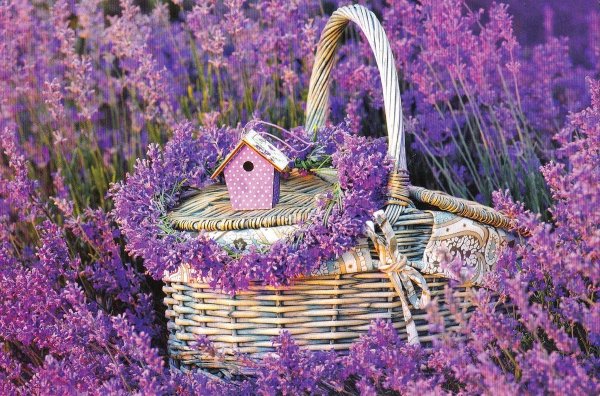 День рождение в лавандовом стиле