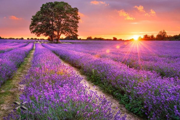 Лавандовое поле
