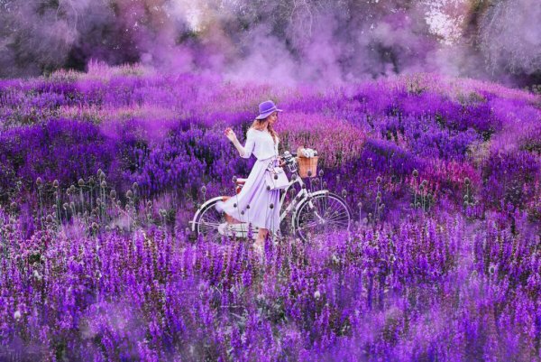 Лавандовое поле. Прованс