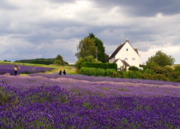 Лавандовые поля Коканд