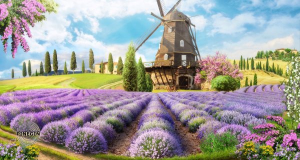 Буковац Сербия Лаванда