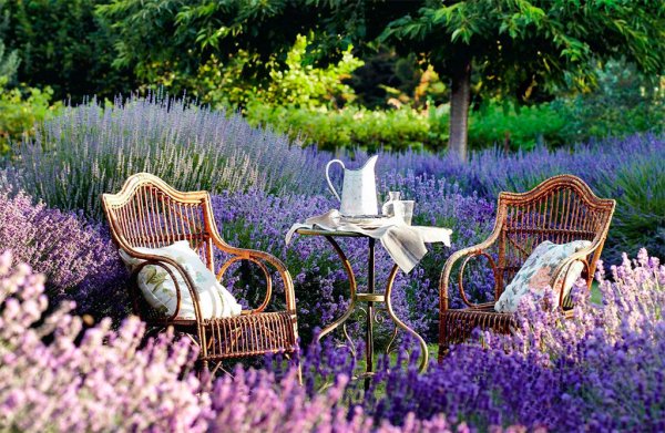 Остров Хвар Лаванда