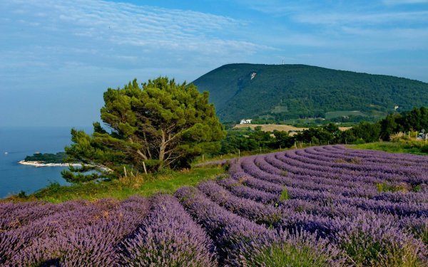Лаванда Крымская синева