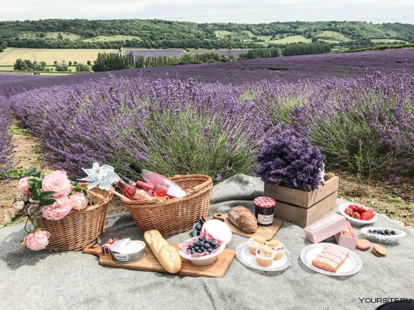 Лавандовые поля в Провансе Франция