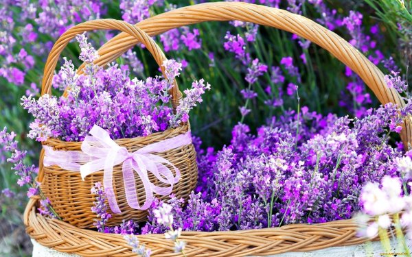 Франция Лавандовое поле Прованс Эстетика