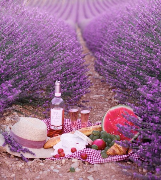 Лаванда узколистная сорт "синева"