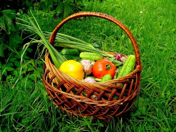 Летний урожай