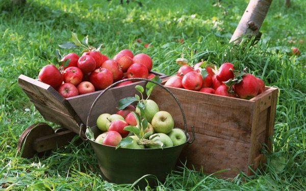 Летний урожай