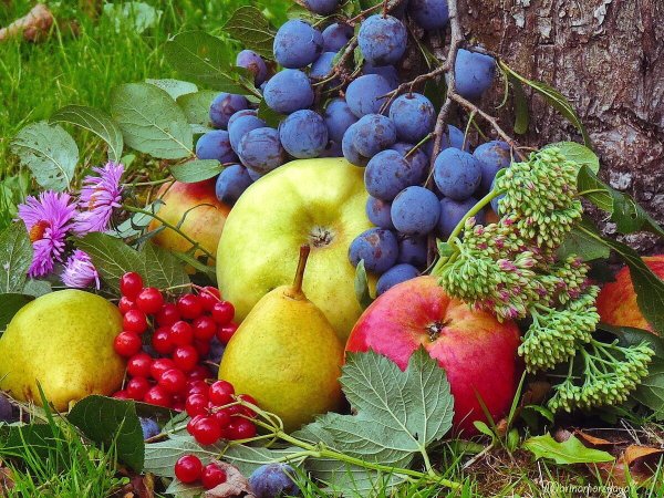 Ягоды и фрукты в саду