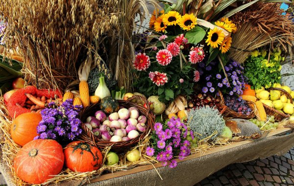 Дары огорода