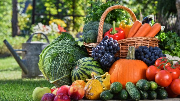 Богатый урожай