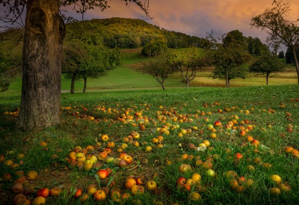 Яблочный сад