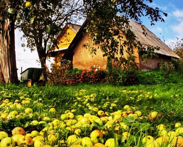 Деревенский сад