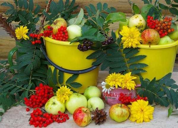 Урожай садовода сад в цветах