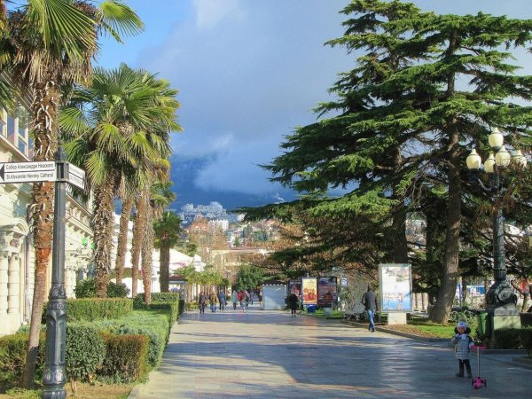 Крымский кипарисы пальмы Алушта
