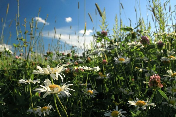 Макушка лета