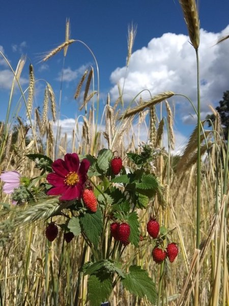 Александр Твардовский июль макушка лета
