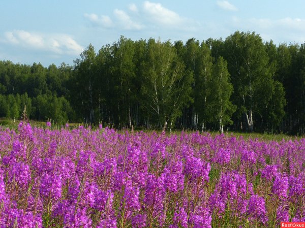 Июль пейзаж